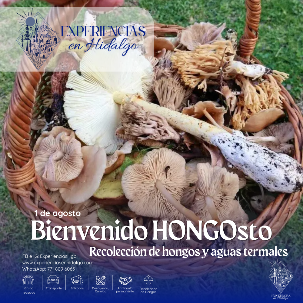 Bienvenido HONGOSto